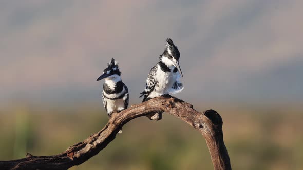Pair of African Pied Kingfisher birds perch on tree branch in breeze alt