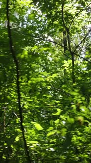 Vertical Video of a Beautiful Natural Landscape in the Forest During the Day alt