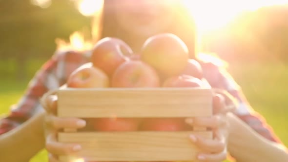 Young blurred woman in casual clothes holds a wooden crate with apples