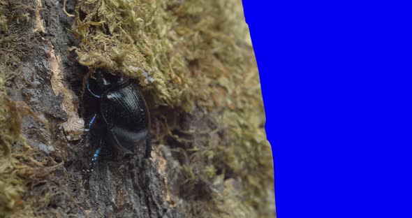 Beetle Scarabaeus
