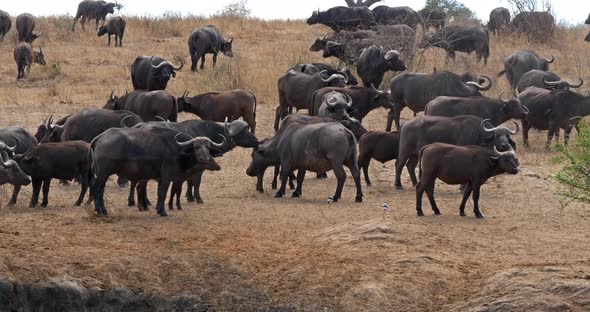 African Buffalo, syncerus caffer, Herd standing in Savannah, Tsavo Park in Kenya, Real Time 4K alt