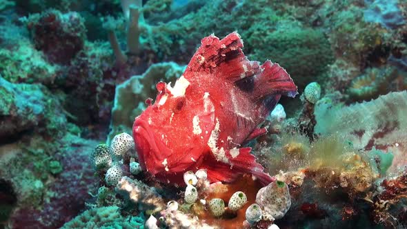 Pink Leaf Scorpionfish (Taenianotus triacanthus) close up on coral reef alt
