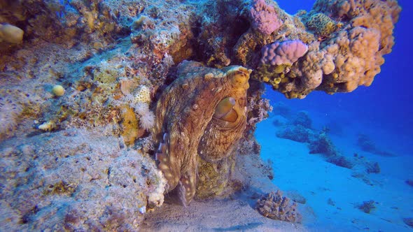 Red Sea Octopus