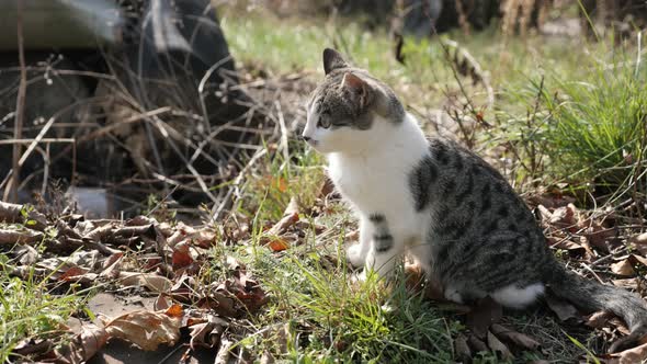 Domestic kitten resting in the field 4K 2160p 30fps UHD footage - Felis ...