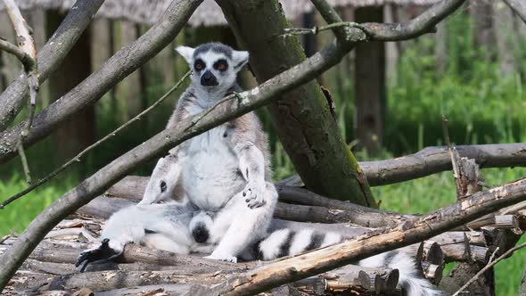 Lemur catta monkey. The ring-tailed lemur (Lemur catta)