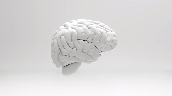 A spinning brain