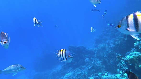 Coral Reef in the Red Sea Underwater Colorful Tropical