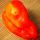 Sweet Red Pepper - VideoHive Item for Sale