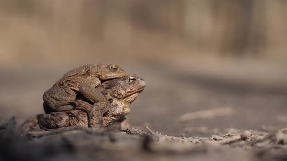 Coexistence of Wildlife with Humans