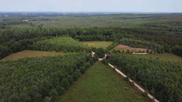 Lonely Oak Tree in the Utrechtse Heuvelrug near Amerongen, Leersum, Elst alt