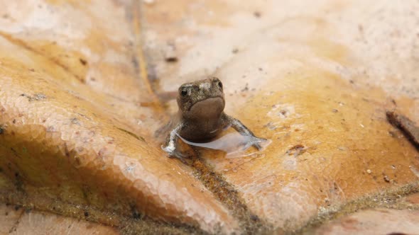 Wild Frog in its Natural Wet Habitat