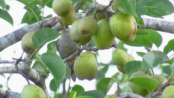 Close up of a red bellied woodpecker eating a pear in a tree alt