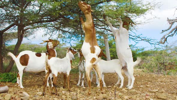 Family Of Goats Reaching Leaves On Tree Branches For Eating In Bonaire. - wide shot alt
