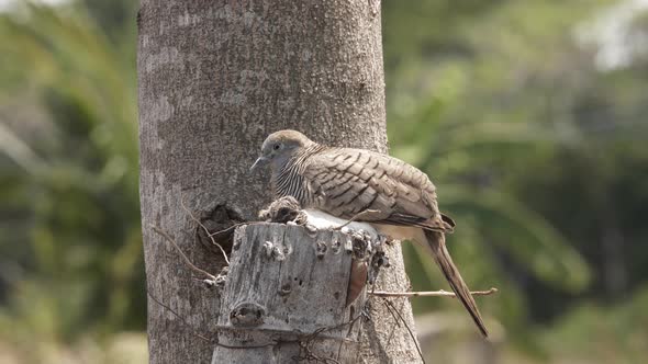 Mother dove and her baby pose in the nest made in the tree. alt