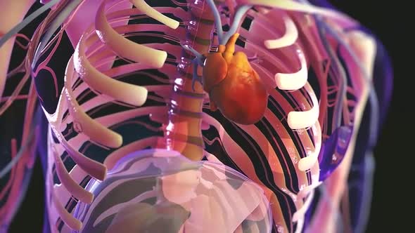 Human Circulatory System Heart Beat Anatomy Animation Concept. 3D alt