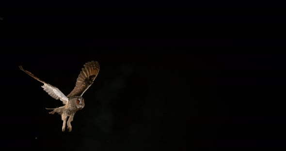 Long Eared Owl, asio otus, Adult in Flight, Normandy in France, Slow Motion 4K