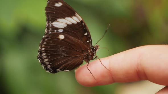 Beautiful Butterfly Sits on a Child's Finger in the Park Closeup alt