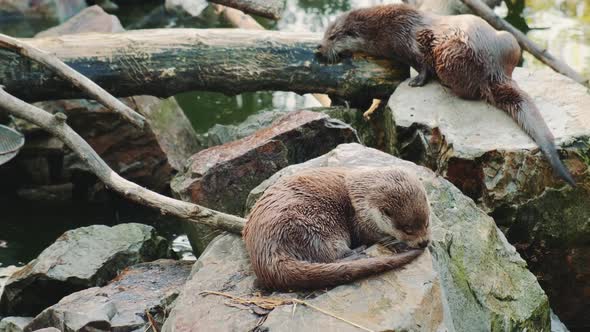Otters Resting on the Rocks