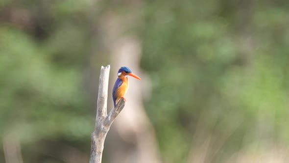 Kingfisher on a branch  alt