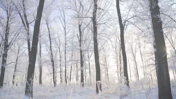 Walk Through the Winter Forest with Snowcovered Trees on a Beautiful Frosty Morning alt