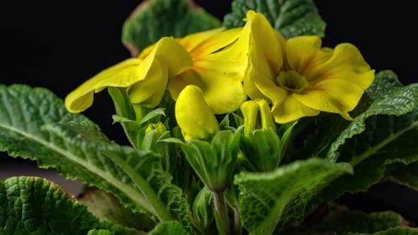 Primrose Blossom Timelapse on Black alt