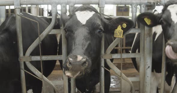 The Face of a Cow in a Professional Industrial Barn