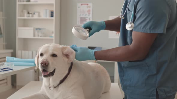 Dogs Ear Examination at Vet alt