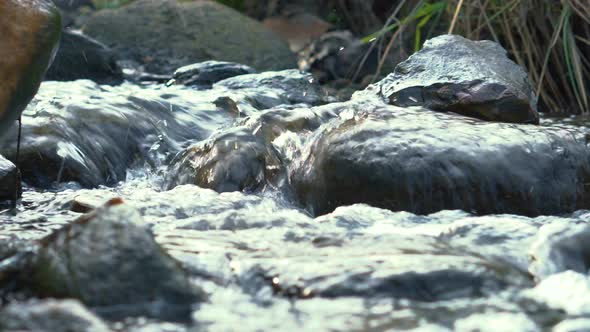 Small River In The Forest