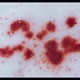 Blood On The Snow - VideoHive Item for Sale