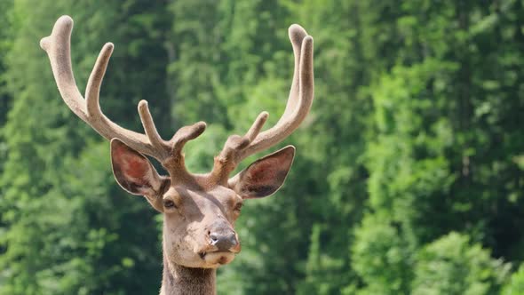 Lone red deer - one of the largest species of deer. alt