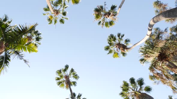 Palm Trees on Street Near Los Angeles California Coast Beach Summer Vacations