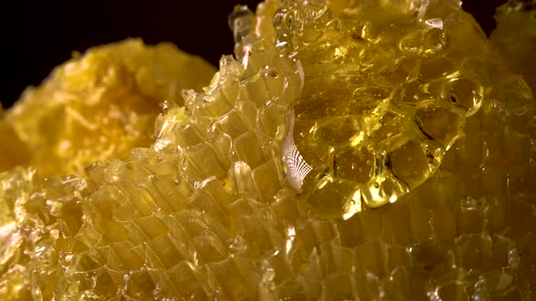 Honey Flowing on Honey Comb alt