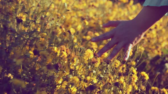 hand of girl touching wildflower at meadow garden walking at sunset