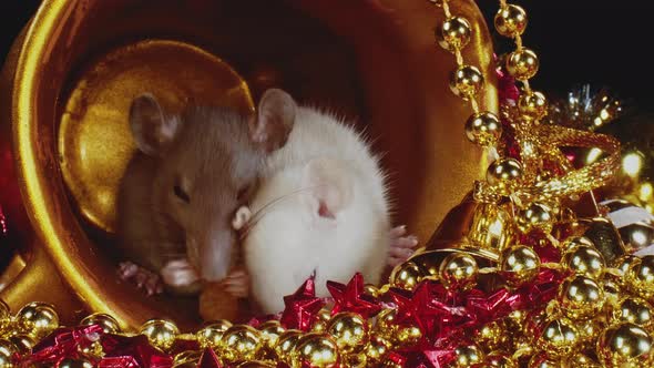 Two Cute Domestic Small Rats with White and Grey Furs Sit in Gold Christmas Pot.