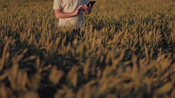 Farmer With a Gray Beard at Work Uses Digital Tablet in Agriculture on Sunset alt