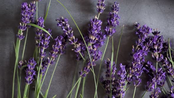 Lavender flowers lying on grey background