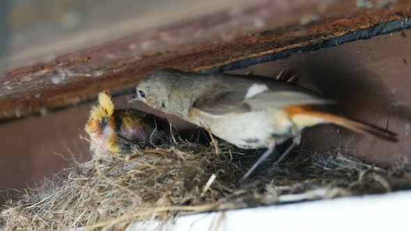 Redstart nest. Feeding and defecation of nestling.