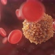 Oganic Blood Cancer Cells - VideoHive Item for Sale