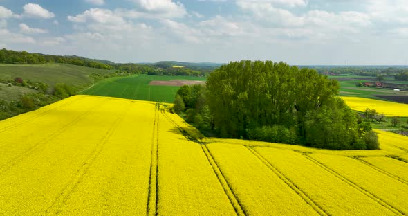 Aerial view of rapeseed field, Muensterland, Germany alt