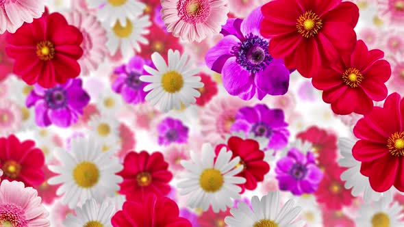 Flower Background 4k By Patgrap Videohive