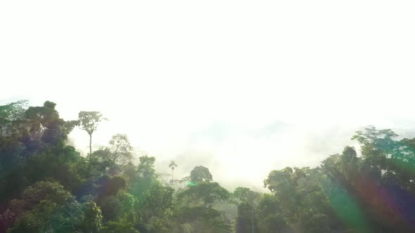 Flying over a tropical rainforest towards the sun that is covered by mist alt