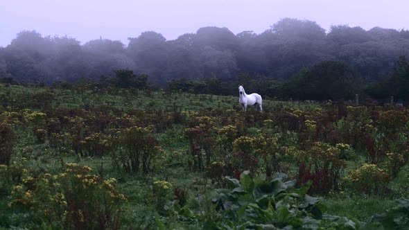 Fog and Horses 4K Graded 00005