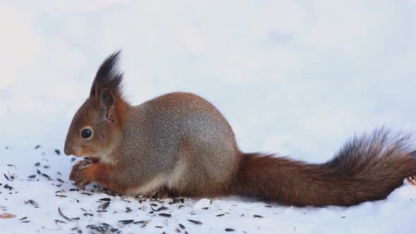 Closeup Portrait of Squirrel