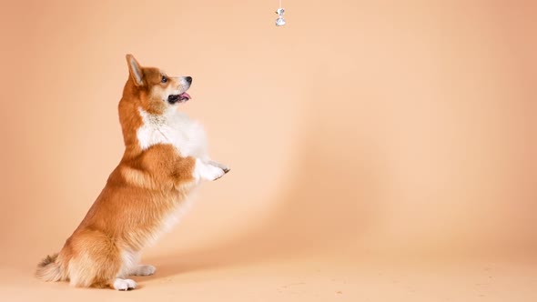 Pembroke Welsh Corgi Stands on Its Hind Legs and Tries To Reach for the Candy That Hangs Over His alt
