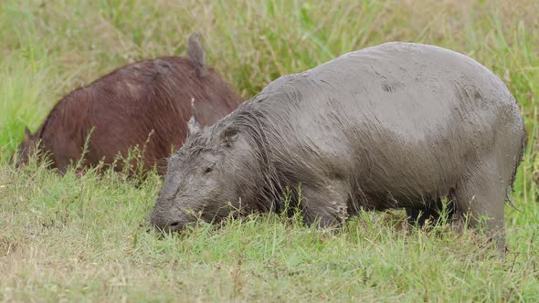Two Wild Herbivore Hydrochoerus Capybara Grazing in Green Nature Field with a Bird on his Back alt