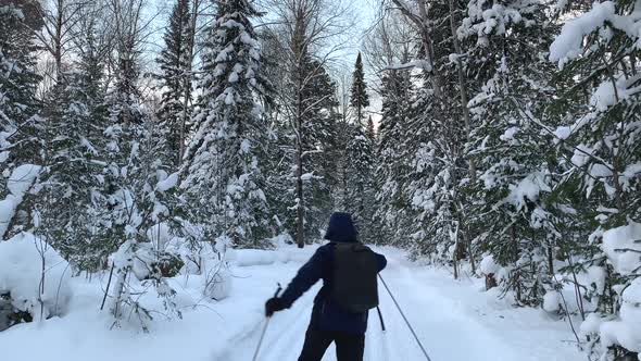 A Walk Through the Winter Forest alt