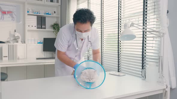 Asian maln veterinarian examine domestic cat during appointment in veterinary pet hospital. alt