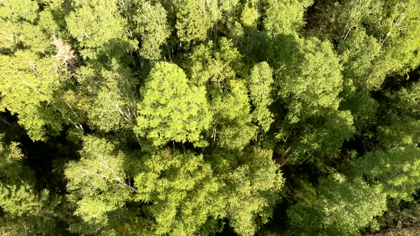 Aerial Flying Over a Grove with Birch Trees. Top View From Drone of Forest.