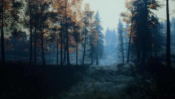 Moon Light Over the Spruce Trees of Magic Mystery Night Forest alt