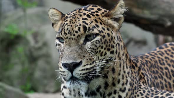 Ceylon leopard, Panthera pardus kotiya beautiful animal and his portrait.	